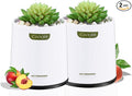 2 Pack Artificial Succulent Plants with Subtle Peach Scent, Faux Indoor Plants for Home Decor, Small Fake Plant for Bathroom, Bedroom, Office Decor, Aesthetic Room Accessories, Housewarming Gift