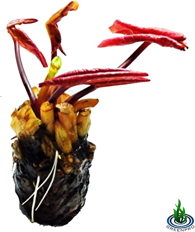 Nymphaea Attraction Red Hardy Water Lily Tuber Rhizome Live Aquatic Plants for Pond Water Garden
