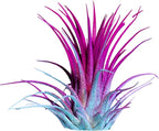 Air Plants - Tillandsia Ionantha - Organically Enhanced Color - Live Arrival Guaranteed - House Plants for Home Decor & Gift (2 Tone 4pk) (2 Tone 4pk Hydrangrea)