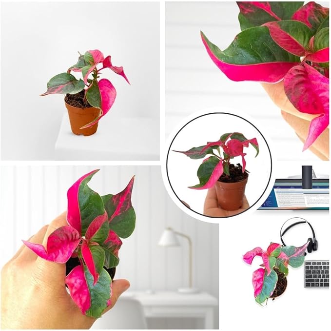 Alternanthera Party Time Live Plant in 2” Pot – Pink and Green Foliage – Foliage for Gardens & Landscapes - Easy Care Outdoor Plant - Green and Pink Shrub