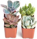 Shop Succulents Mini Succulent Plant Pack Collection - Live 2" Succulent Plants, Low Maintenance, Beautiful Colors & Textures - Wedding and Party Favors, Gift & Garden, Pack of 4
