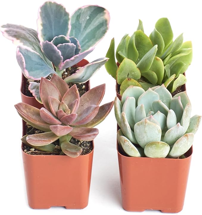 Shop Succulents Mini Succulent Plant Pack Collection - Live 2" Succulent Plants, Low Maintenance, Beautiful Colors & Textures - Wedding and Party Favors, Gift & Garden, Pack of 4