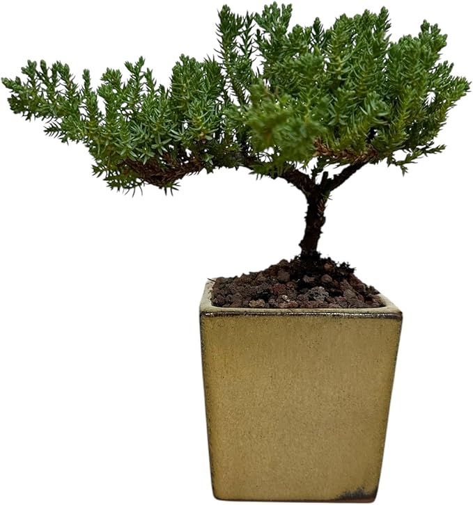 Live Green Mound Juniper Bonsai Tree Small (3 inch Pot) | Indoor/Outdoor | Great for Beginner