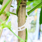Secured PlasticTomato Vine Clips Support Clips Climbing Plants Garden Clips, Plastic Tomato Grape Vine for Flowers Stem Vine Fixing Clip， (green)