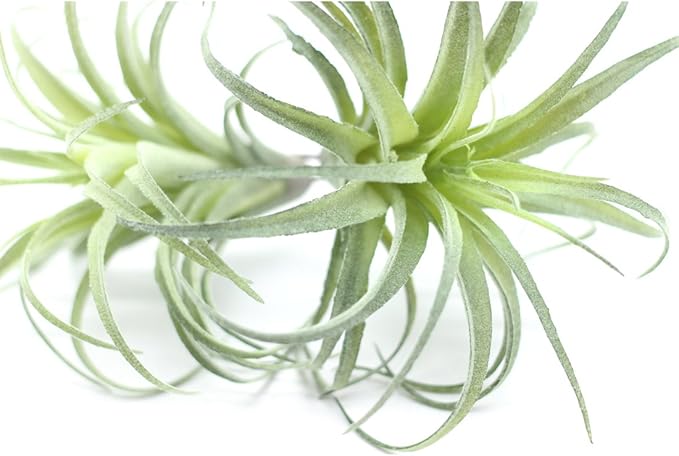 2PCS Artificial Flocking Tillandsia Air Plants Faux Succulents Bromeliads for Indoor/Outdoor Garden and Home Decor, Terrarium Decorations, Arrangements, Office, and Displays(Small)