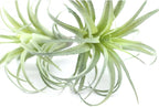 2PCS Artificial Flocking Tillandsia Air Plants Faux Succulents Bromeliads for Indoor/Outdoor Garden and Home Decor, Terrarium Decorations, Arrangements, Office, and Displays(Small)