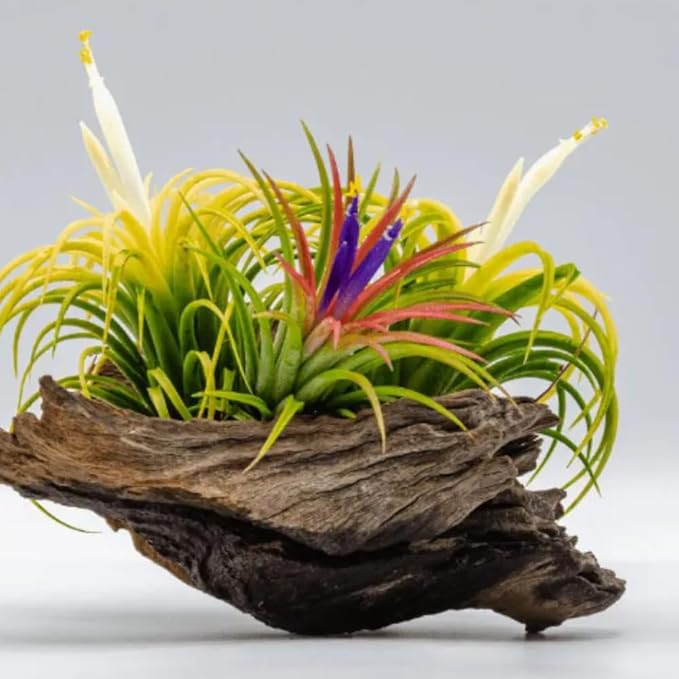 Tillandsia Air Plants, Pack 12 Live Indoor Air Plants, Low Light Tillandsia Houseplants for Terrariums and Decorative Displays
