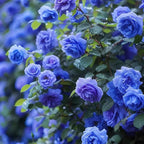 Mix Climbing Rose Seeds for Planting, 250+pcs Rare Climbing Rose Flower Seeds Plants, Heirloom Non-GMO Bush Vine Cover Hybrid Climber Rosa Flowers for Home Garden Outdoors