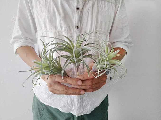 Artificial Air Plants Faux Succulents Plants Unpotted Small Tillandsia Look Real in Flocked Green Premium Crafting DIY Floral Decor for Home Garden Office Party, 3 pcs