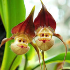 210+ Perennial Orchid Flower Seeds for Planting-Non-GMO Heirloom Plant Seeds Garden Outdoor