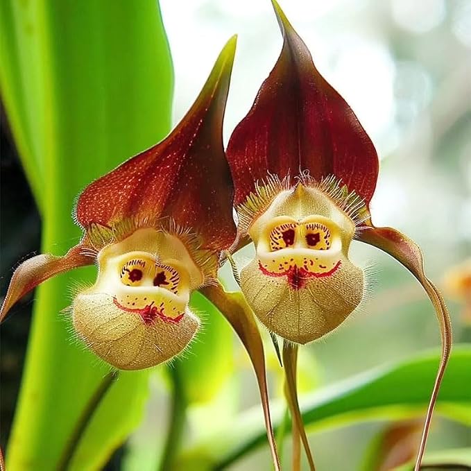 210+ Perennial Orchid Flower Seeds for Planting-Non-GMO Heirloom Plant Seeds Garden Outdoor