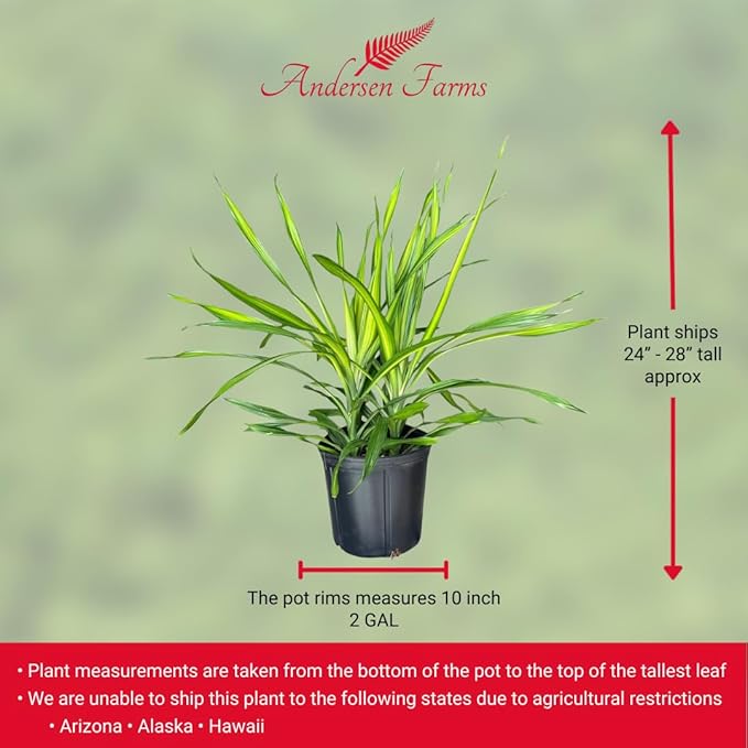 Dracaena Rikki – 10 Inches Grower Pot – Live Tropical Air Purifying Plant – Indoor/Outdoor Easy Care Houseplant for Home and Office Spaces