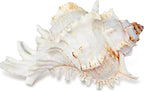 NIIIYTYB Air Plant Holders Natural Conch Shell Seashell Planters for Tillandsia Succulent Display Decorative Air Plant Pots Beach Themed Home Décor for Garden Parties No Plants Included 3-4 Inch
