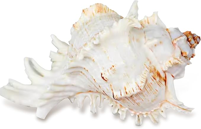 NIIIYTYB Air Plant Holders Natural Conch Shell Seashell Planters for Tillandsia Succulent Display Decorative Air Plant Pots Beach Themed Home Décor for Garden Parties No Plants Included 3-4 Inch