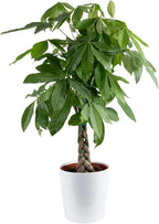Costa Farms Money Tree Live Plant in Decorative Pot, Air Purifying, Large Indoor Houseplant, Perfect for Home, Room, or Office Decor, Great House Warming or Birthday Gift, 3-4 Feet Tall