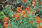 Mexican Firebush Live Plants (5-9") - Pack of 2 (Two) - Hamelia Patens Hummingbird Bush - Firecracker Shrub - Non-Stop Orange Blooms - Heat Tolerant Perennial Shrub - Fast Growing Pollinator Magnet