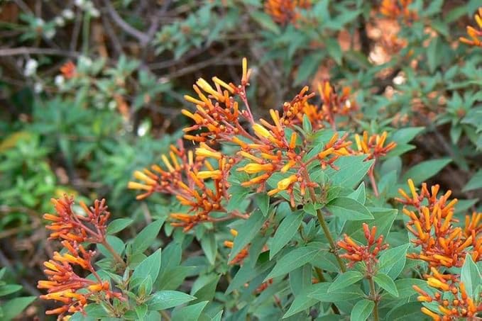Mexican Firebush Live Plants (5-9") - Pack of 2 (Two) - Hamelia Patens Hummingbird Bush - Firecracker Shrub - Non-Stop Orange Blooms - Heat Tolerant Perennial Shrub - Fast Growing Pollinator Magnet