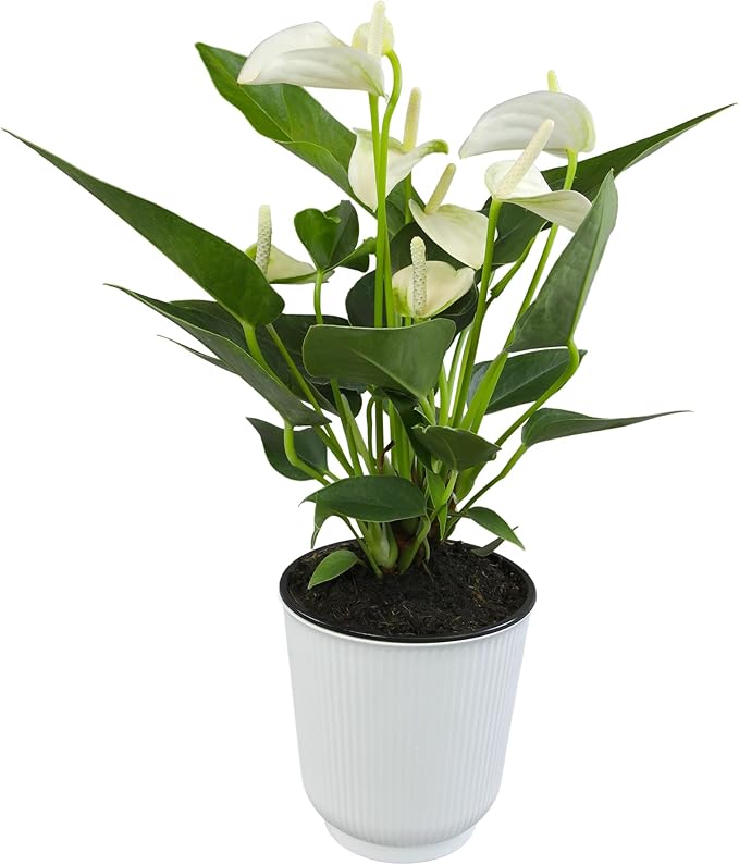 White Anthurium Live Sympathy Plant (Approx 11-14" Tall), Easy to Grow Flowering Houseplant in 4" White Decor Pot by Plants for Pets