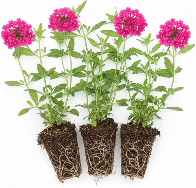 3 Pink Verbena Plants Live, Hardy Perennial Flower, 4-8 Inches Tall, Outdoor Garden Plant