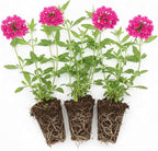 3 Pink Verbena Plants Live, Hardy Perennial Flower, 4-8 Inches Tall, Outdoor Garden Plant