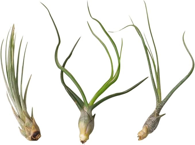 Air Plants Live Variety Pack - Pack of 3 Live Air Plants - Tillandsia Live Plants Assorted - Air Purifying Plant - California Seller