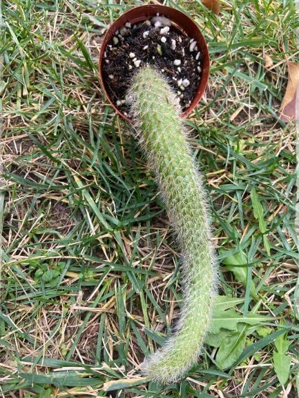 Rare Cactus Plants, 2" Monkey Tail Cactus, Live Succulent Cacti Plants Fully Rooted in Grower Pots, Easy Care House Plant