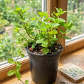 Orange Mint Plants Live, Mint Plants for Inside and Home Décor, 3-Inch Potted Fresh Herb for Kitchen Gardens and Indoor Outdoor Growing