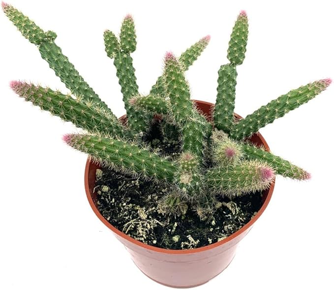 4" Rat Tail Cactus Rare Live Cactus Succulent Fully Rooted-Aporocactus Flagelliformis Live Plant. Easy to Grown Indoor/Outdoor.