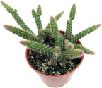4" Rat Tail Cactus Rare Live Cactus Succulent Fully Rooted-Aporocactus Flagelliformis Live Plant. Easy to Grown Indoor/Outdoor.
