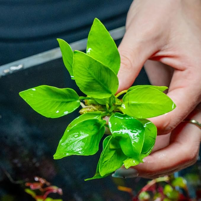 SubstrateSource Live Plant - Anubias Nana Golden - Foreground to Midground Rhizome with Light Green Leaves, Snail-Free in Vitro Aquarium Plant - Tissue Culture
