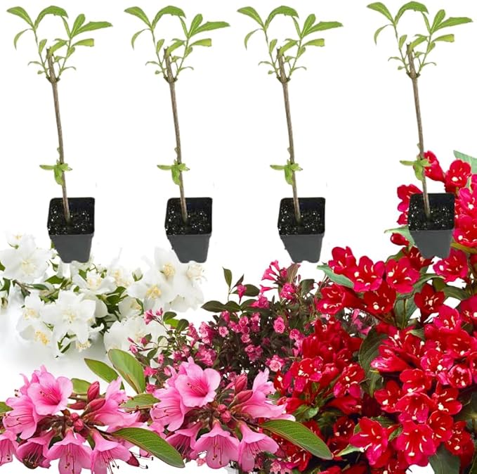 Random Weigela Live Plant, Spring Blooming Shrub in 4” Pot, Hardy Perennial Flowering Bush for Garden Borders, Cold Hardy, Dormant in Winter