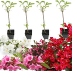 Random Weigela Live Plant, Spring Blooming Shrub in 4” Pot, Hardy Perennial Flowering Bush for Garden Borders, Cold Hardy, Dormant in Winter