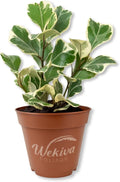 Triangle Ficus Tree - 1 Live Starter Plant - Ficus Triangularis - Stunning Variegated Foliage Indoor Easy Care Houseplant