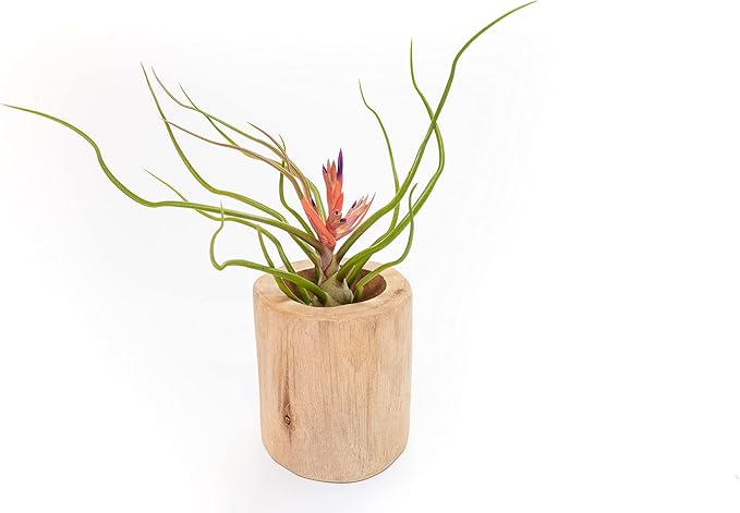 Air Plant Shop Large Bulbosa Belize Air Plants - Succulents - Live Tillandsia - Easy Care Indoor and Outdoor House Plants (Pack of 1)