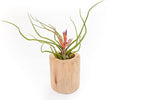 Air Plant Shop Large Bulbosa Belize Air Plants - Succulents - Live Tillandsia - Easy Care Indoor and Outdoor House Plants (Pack of 1)