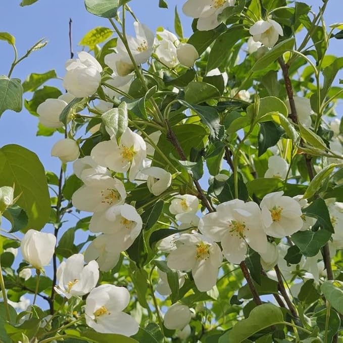 2 Mock Orange Live Plants | Mock Orange Shrubs for Outdoor Planting | 1–2 Feet Tall Bush Plants | Live Bushes and Shrubs Outdoor for Garden Use