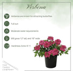 Live Flowering Verbena - Shades of Pink (2 Plants Per Pack) - Healthy Flowering Plant - Beautiful Spring Color - 10" Tall by 5" Wide in 1Qt Pot