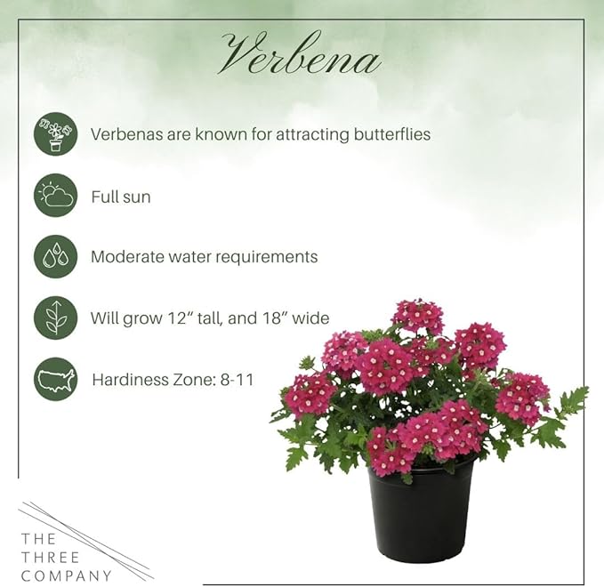 Live Flowering Verbena - Shades of Pink (2 Plants Per Pack) - Healthy Flowering Plant - Beautiful Spring Color - 10" Tall by 5" Wide in 1Qt Pot