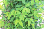 Bridal Wreath Spirea - Size: 1 Gallon, Live Plant, Includes Special Blend Fertilizer & Planting Guide
