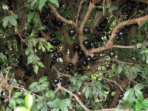 Jabuticaba Tree - 4" Pot - House Plant, Outdoors or Bonsai