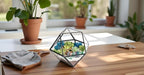 Creations by Nathalie DIY 7" Geometric Terrarium Kit - Build Your Own Glass Terrarium for Adults & Teens with Moss, Crystals, Tools & Decorative Figurine - Mini Ecosystem (Plant Not Included)