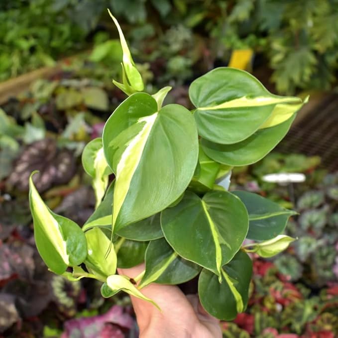 Philodendron Plant Live, Rare Tropical Variegated Live Indoor Houseplant for Home Office, 5-8" Tall, No Pot (Silver Philodendron)