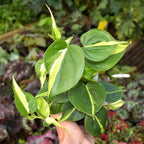 Philodendron Plant Live, Rare Tropical Variegated Live Indoor Houseplant for Home Office, 5-8" Tall, No Pot (Silver Philodendron)