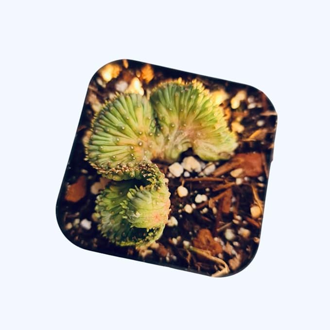 Live Cactus and Succulent Plants (2" Pot Euphorbia flanaganii f. cristata (Brach cristation))