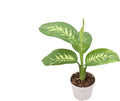 Dieffenbachia Compacta Tropic Snow | 4 inch | Tropical Ambiance