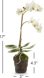 Napa Home & Garden Conservatory PHALAENOPSIS Orchid Drop-in 17-INCH 17 Inch White