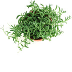 Shop Succulents String of Bananas Hanging Succulent, Senecio Radicans, Fully Rooted Live 4" Succulent Plant, Low Maintenance Indoor Plant, Trailing Succulents, Gift & Garden