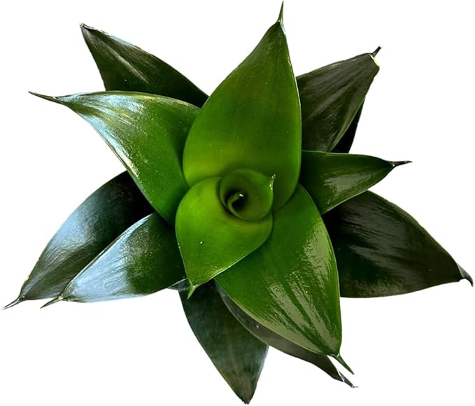 Snake Plant, Sansevieria, Live Indoor Plant, Easy Care, Air Purifying Plant, 4 inch Pot (Jade Star)