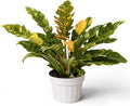 Philodendron Fire Variegated Live Plant, Rare Philodendron Indoor Plant, Tropical House Plant Live, Variegated Indoor Plants Live, Unique Colorful Plant for Home Decor