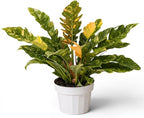 Philodendron Fire Variegated Live Plant, Rare Philodendron Indoor Plant, Tropical House Plant Live, Variegated Indoor Plants Live, Unique Colorful Plant for Home Decor